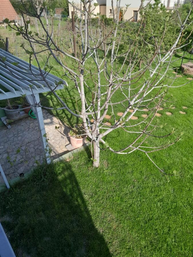 Lila Fuge Apartman Apartment Balatonfured Exterior photo